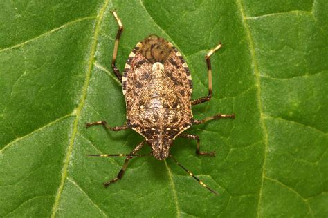 Brown stink bugs pose a threat to the UK - Amateur Gardening