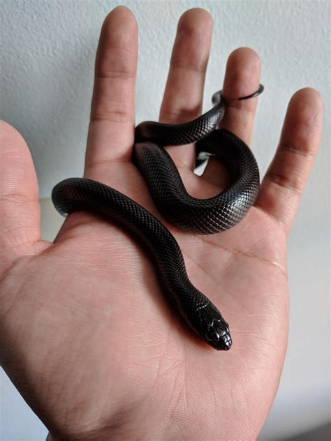 mexican BLACK KING SNAKE | Raças de cobra, Cobra de estimação, Belas cobras