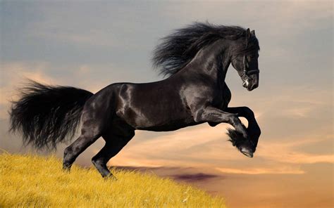 All Wallpapers: Beautiful Horse Hd Wallpapers 2013