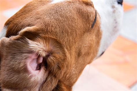 An Image Of A Dog With A Bacterial Infection Cause Inflammation In The Ear Stock Photo ...