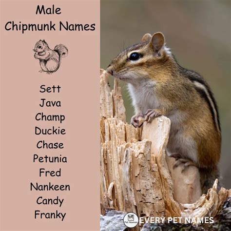 300+ Good and Funny Chipmunk Names - Every Pet Names