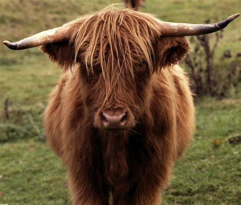 Loved these woolly cows in scotland Scottish Highland Cow, Highland Cattle, Scottish Highlands ...