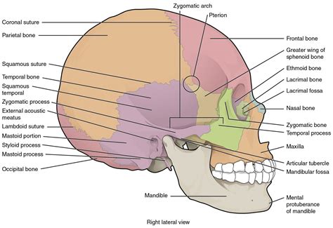 7.2 Head and Neck Basic Concepts – Nursing Skills – 2e