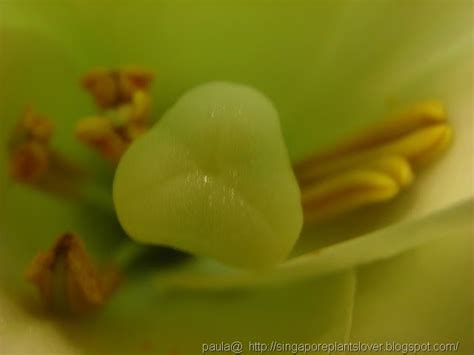 Singapore Plants Lover: Lily Pollen Grain