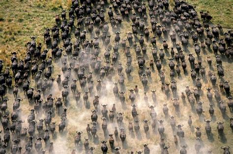 El Reino Animal: LA GRAN MIGRACIÓN. El mayor espectáculo del mundo