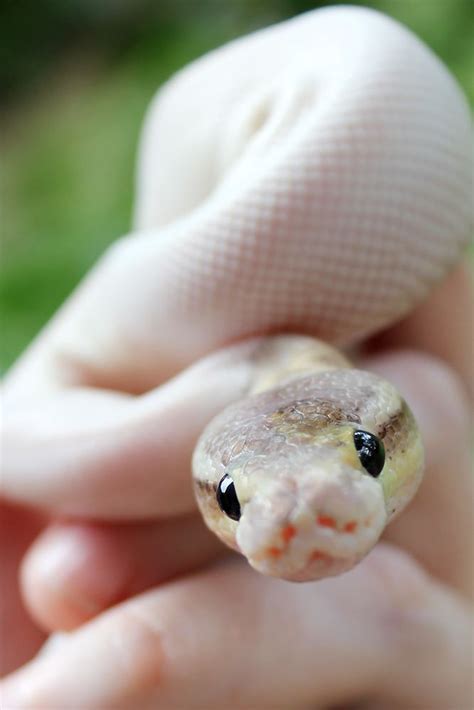 All Tail No Legs: Snake Blog | Baby snakes, Cute reptiles, Cute snake