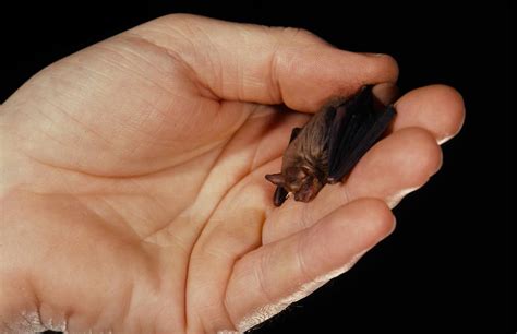 11 of the Smallest Mammals in the World