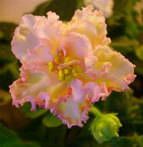 African Violet 'Sunkissed Rose' Colorful Roses, Unique Flowers, Exotic Flowers, Amazing Flowers ...