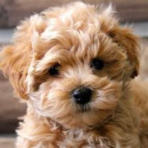 maltipoo - DrBeckmann