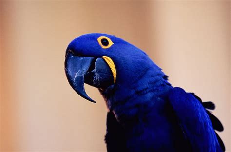 Hyacinth Macaw, animal, macaw, bird, hyacinth HD wallpaper | Pxfuel