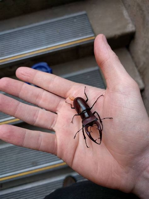 Giant Stag Beetle I found on my lunch break! : r/awwnverts