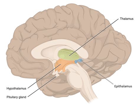 The Diencephalon: Thalamus, Hypothalamus, Epithalamus | Anatomy