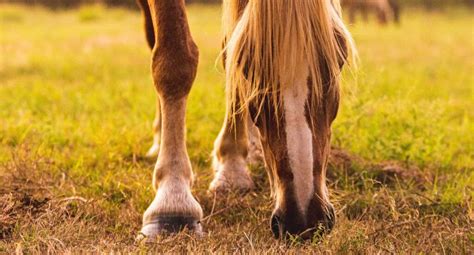 A Beginner's Guide to Horse Care - North Texas Equestrian Center, Inc.