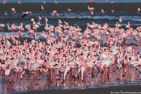 Walvis Bay flamingo photos, Namibia flamingoes photography | Flamingo photo, Flamingo, Pet birds