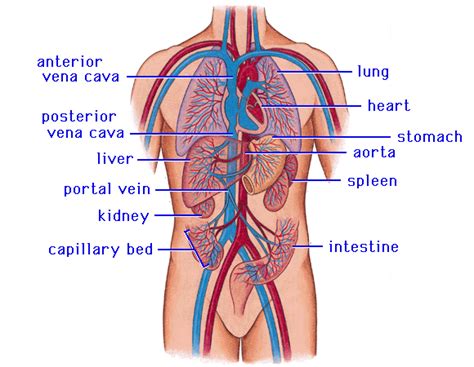 Circulatory System - BIOLOGICAL SCIENCESBIOLOGICAL SCIENCES