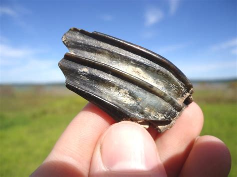 Very Rare Pronghorn Molar | Recently Sold | FOSSILS | Prehistoric Florida