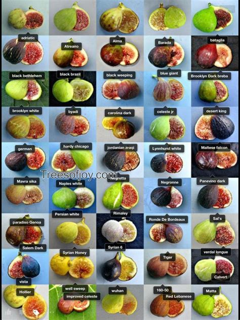 Photographs fig varieties california | Fig varieties, Fig fruit, Fig recipes