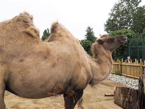 Paradise Wildlife Park camel | hannatalks