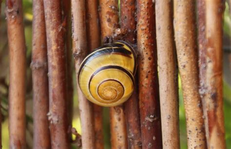 Free Images : wood, spiral, food, produce, shell, snail, animals, slowly, man made object ...