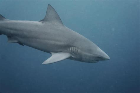 Diving with Bull Sharks: the World's Deadliest Shark in Koh Phangan ...