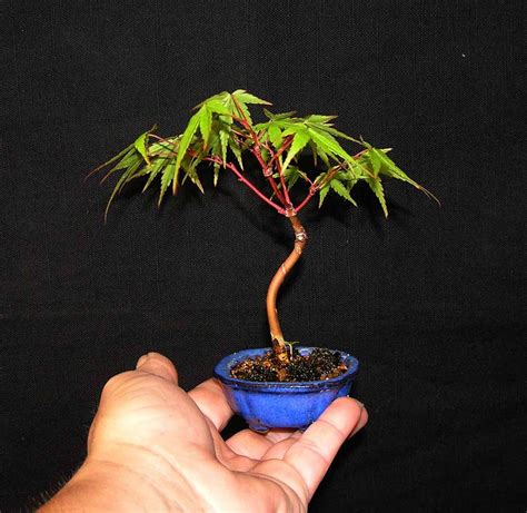 Mame Japanese maple | Mini bonsai, Mame bonsai, Bonsai tree
