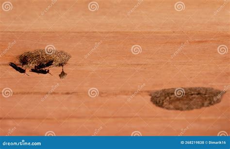 Black wasp building nest stock photo. Image of wood - 268219838