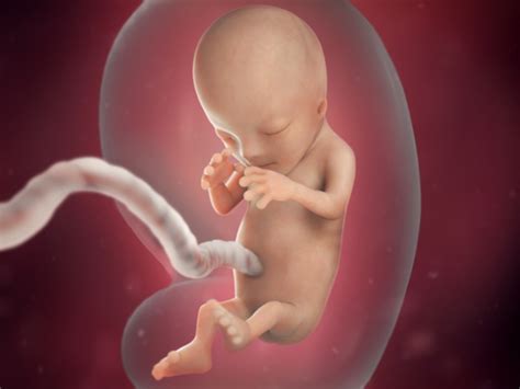 12 weeks pregnant: fetal development | BabyCentre