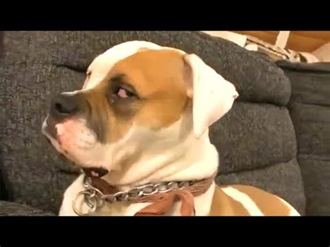 (1229) Guilty DOG Face Reaction 😆🤣😂 Guilty Dogs Video Compilation 2020 - YouTube | Guilty dog ...