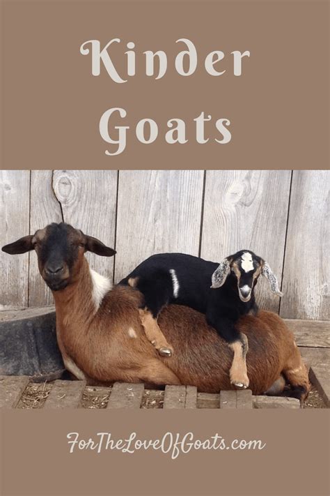 Kinder Goats | Goats, Kinder goats, Breeding goats