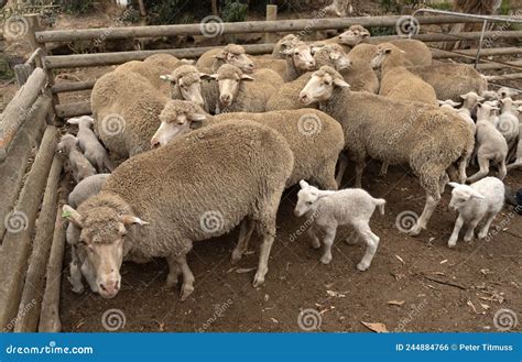 Lamb Tail Docking Stock Photos - Free & Royalty-Free Stock Photos from Dreamstime