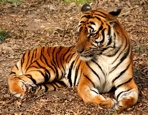 File:2012 Suedchinesischer Tiger.JPG - Wikimedia Commons