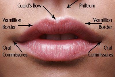 perfect lips | Lip fillers, Lip injections, Types of lips shape