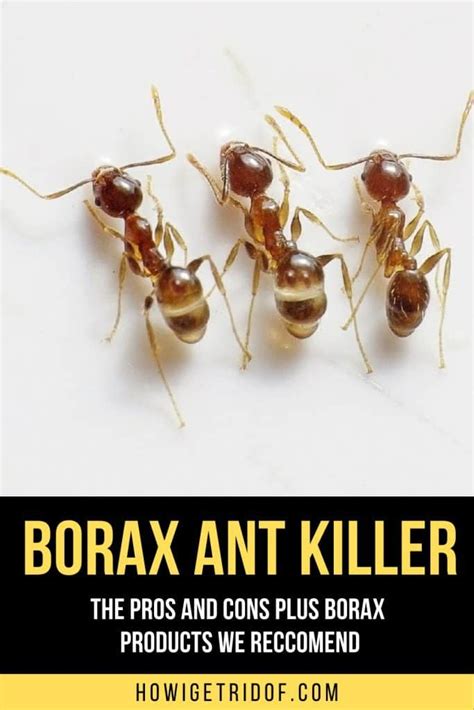 Borax Ant Killer - The Pros and Cons Plus Borax Products We Recommend - How I Get Rid Of