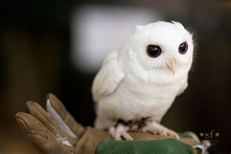 Flickr | Screech owl, Owl, Albino animals