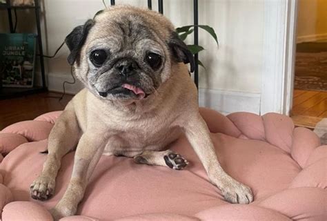 No bones days are permanent now that we've lost Noodle the pug | Salon.com