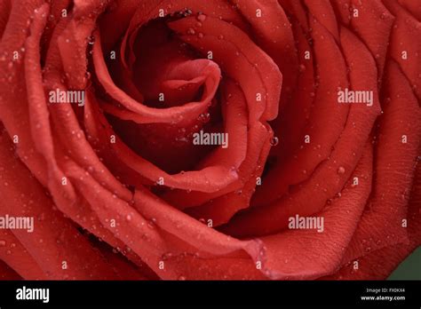 red rose close up photo Stock Photo - Alamy