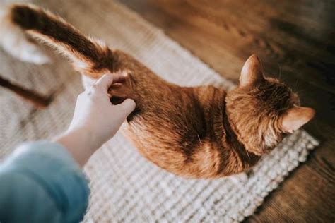 Blastomycosis in Cats: Causes, Symptoms, and Treatment | PetCareRx