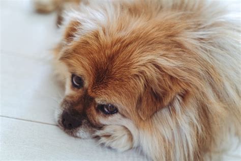 Fotografo animali domestici isola d'elba| Federica Bettocchi Photography Bologna