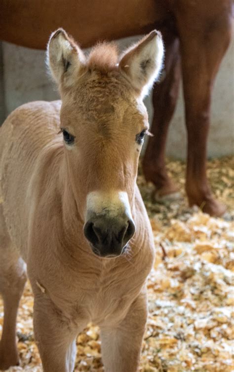 Punnett's Square: Resurrecting Lost Genetics: Cloning Historic Horses to Increase Genetic ...