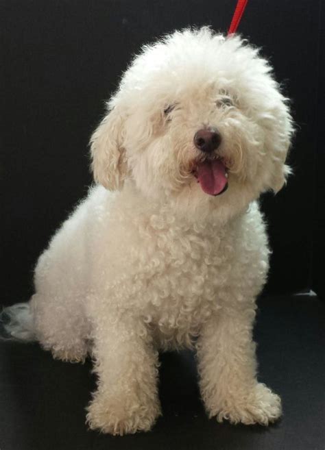 Poochon | Poodle puppy, Dog grooming styles, Dog grooming styles teddy bears