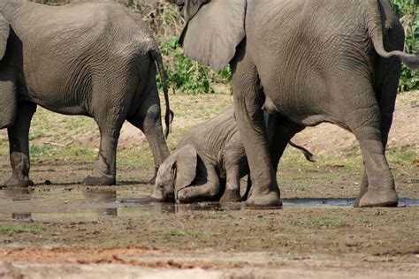 This Is How Baby Elephants Drink Water (Until They Know Better)