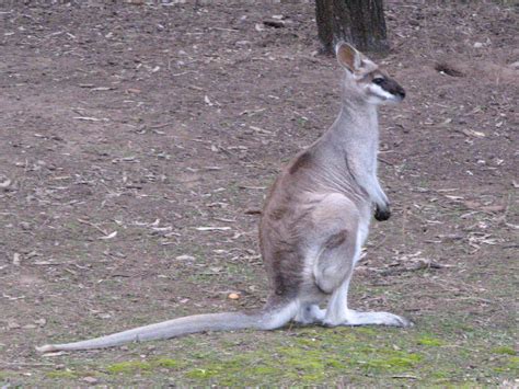 Whiptail Wallaby | Whiptail Wallaby - Macropus parryi. Also … | Flickr