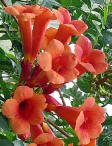 Red Trumpet Vine Care Advice on Growing Red Trumpet Vines