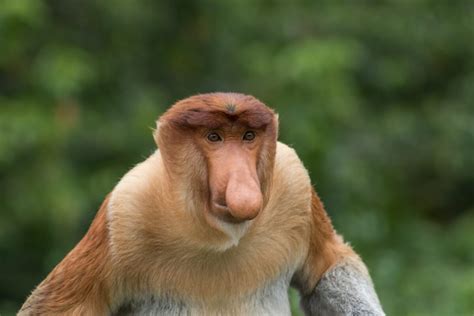 Ugly Monkeys - Animals Around The Globe