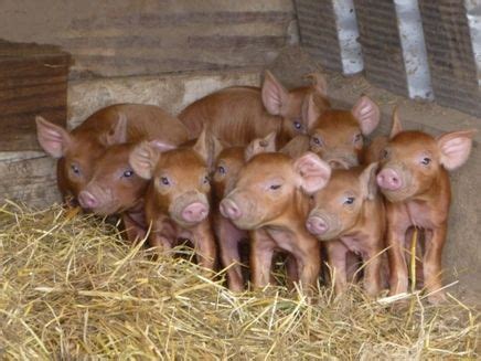 Duroc Pig Breed Info, Meat/Pork Production, Farming, Pictures | Breeds ...