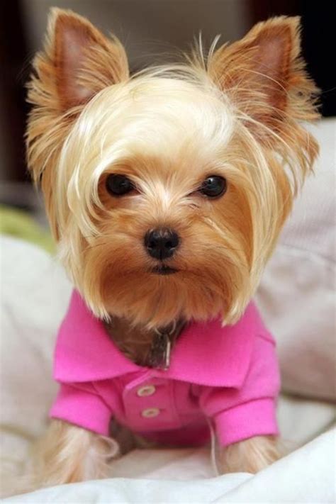 151 Extremely Cute Yorkie Haircuts for Your Puppy | Yorkie, Yorkie ...