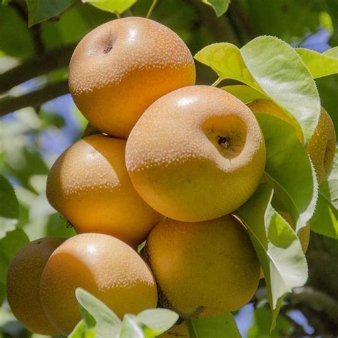 Types Of Asian Pears