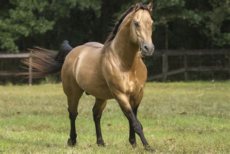 Did the First Quarter Horses Have Arabian Blood?