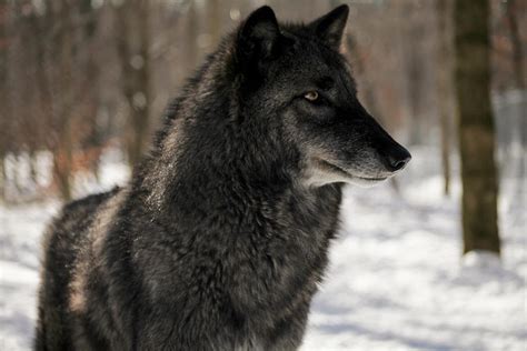 British Colombian Wolf Photograph by Desiree DeLeeuw | Fine Art America