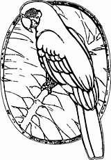 Parrot Coloring Page 051  Wecoloringpagecom sketch template